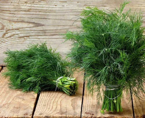 Miniatura 2 de Semillas de eneldo tipo arbusto de herencia vegetal para plantar sin OMG