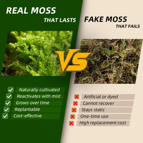 Miniatura 4 de Real Live Moss - Paquete variado (cada uno de 3.5 x 7 pulgadas), musgo real decorativo para terrarios, mini jardines, plantas en maceta y bonsái