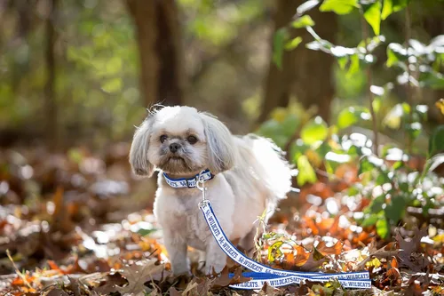 Miniatura 4 de Pets First Collegiate accesorios para mascotas, correa para perro, Correa para perro, L Gatos monteses de kentucky