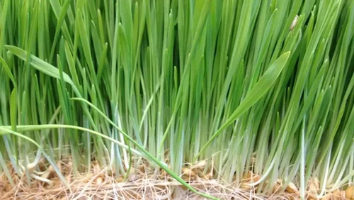 Miniatura 2 de Semillas de pasto de trigo para brotar microverdes, 8 onzas, una rica fuente de vitaminas y minerales y nutrientes que promueven la salud.