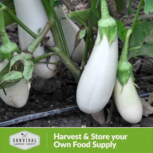Miniatura 5 de Semillas de berenjena nevada para plantar, berenjena blanca con sabor dulce suave para jardines, contenedores y cultivo de patio, semillas de jardín
