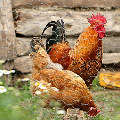 Miniatura 7 de Alambre de pollo de 13.7 pulgadas x 393.7 pulgadas, malla galvanizada hexagonal para jardín, valla de jardín para mascotas, conejos, pollos con 100