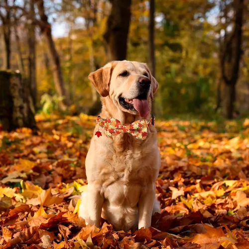 Miniatura 3 de ADOGGYGO Collar de perro de otoño con lazo, collares ajustables para perro de Acción de Gracias con pajarita removible y hojas de otoño, collares