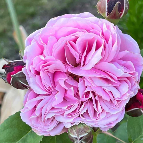 Miniatura 6 de Rosas de té híbridas de reliquia, planta de raíz propia viva para jardín al aire libre, Sister Emmanuelle™, excepcionalmente fragantes, zonas