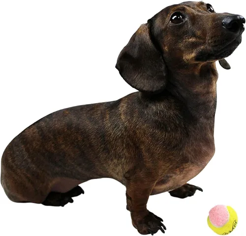 Miniatura 2 de Midlee Pelotas de tenis para perros XS de 1.5 pulgadas, paquete de 12 pelotas de tenis para cachorros, minipelotas de tenis para mascotas