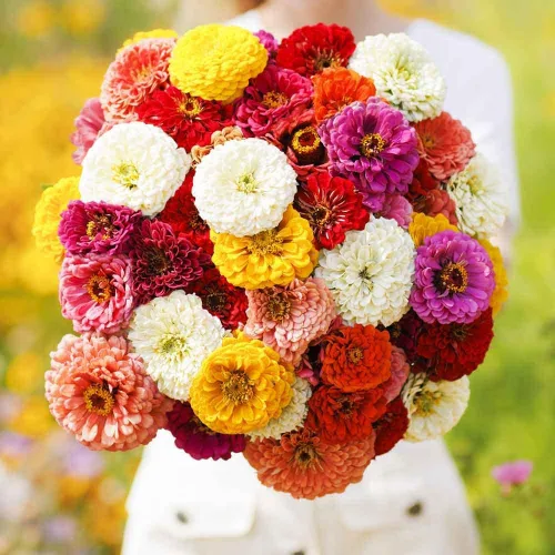 Miniatura 31 de Eden Brothers - Semillas de zinnia, cactus con flores, sin OMG, plantar en primavera, paquete, flores de bajo mantenimiento, zonas 3, 4, 5, 6, 7, 8