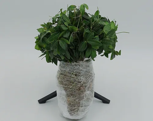 Miniatura 21 de Greenwood Nursery: Plantas vivas de cobertura del suelo - Bugleweed Blueberry Muffin + Ajuga Reptans - [Cantidad: 1x Maceta de Pinta]