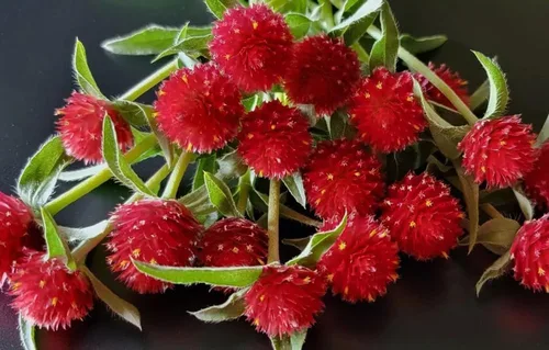 Miniatura 3 de 100 semillas de gomphrena globosa roja extra raras