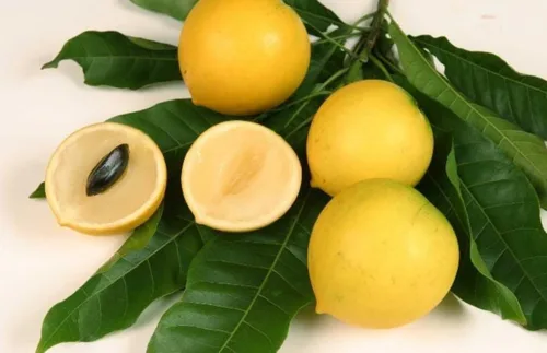 Miniatura 2 de Árbol Abiu (Pouteria caimito) - Planta de frutas tropicales vivas de 1 a 2 pies de altura (caimito amarillo)