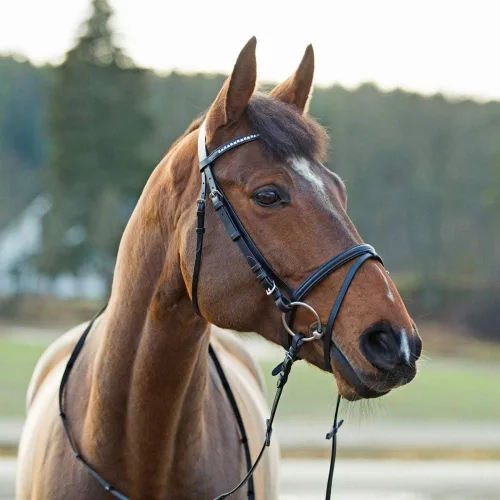 Miniatura 3 de HORZE Weston - Brida de cuero acolchada con muserola flash y riendas de tela Brida inglesa para caballos Marrón