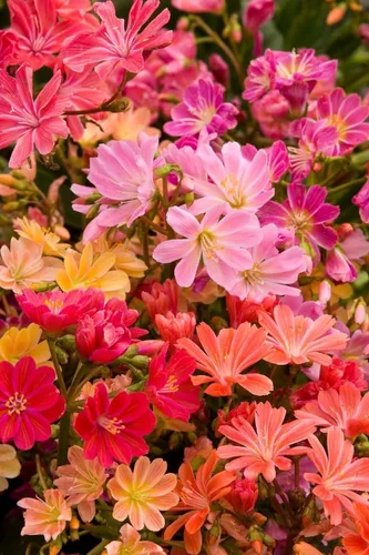 Miniatura 2 de 20 LEWISIA Cotyledon-Hybr.