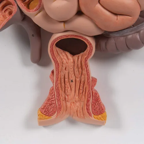 Miniatura 6 de 3B Scientific Sistema digestivo K21 3 parte - 3B Smart Anatomy