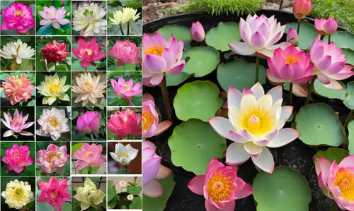 Miniatura 15 de Azolla caroliniana 10 + Plantas Vivas Flotantes Planta de Estanque Mosquito Helecho Agua Terciopelo Hada Musgo Acuario Estanques al aire libre