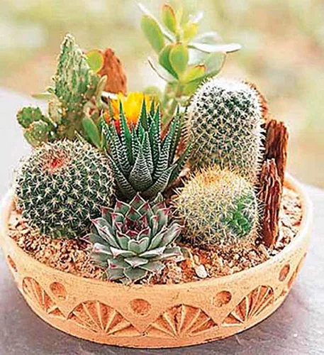 Miniatura 6 de Semillas Cactus (Cacti) Mix - Orgánico