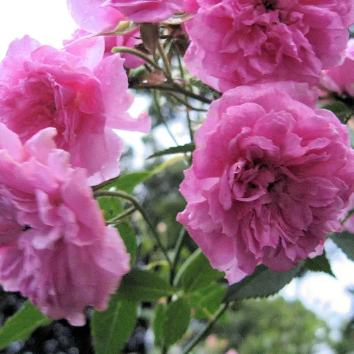 Miniatura 2 de Caldwell Pink Rose Bush - Raíz antigua reliquia propia - Rosa Hybrid - Planta viva - Flor doble perpetua fragante - Emerald Goddess Gardens