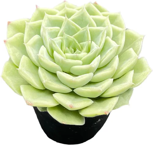 Plantas suculentas vivas de 2 pulgadas Echeveria 'White Swan', mini suculentas en maceta, planta de interior de fácil cuidado, regalos únicos,