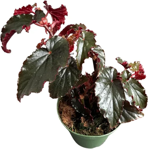 Begonia Black Magic, Begonia Rex, maceta de 4 pulgadas, planta viva muy única y fácil de cuidar