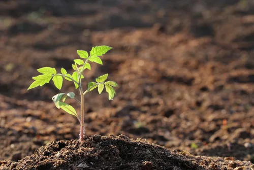 Miniatura 3 de Semillas de tomate Marglobe - Tomate grande - Uno de los tomates más deliciosos para el cultivo doméstico, más de 200 semillas