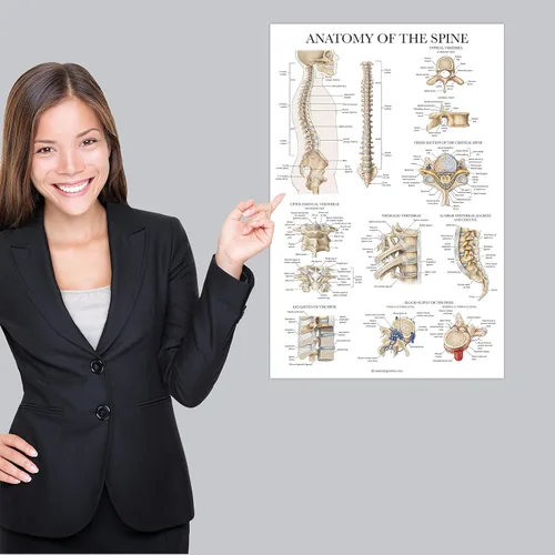 Miniatura 5 de Palace Learning Anatomía de la columna vertebral - Cuadro anatómico de la columna vertebral laminada - 18" x 24