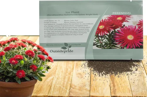 Outsidepride Gelato - Semillas de Planta de Hielo Roja - 5000 Piezas Semillas Perennes, Tolerantes a la Sequía, Cobertura de Suelo para Plantar Rojo