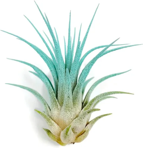 Miniatura 14 de Planta de aire Tillandsia Ionantha de Guatemala, planta de aire viva Tillandsia de Guatemala, llegada saludable garantizada, excelente planta de Azul