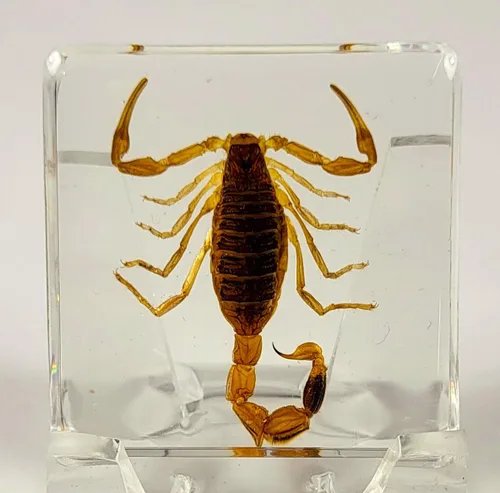 Miniatura 12 de 44mm de escorpión negro real en resina de lucite transparente cristalina, especímenes de artesanía, insectos de varios animales, colección