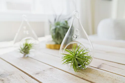 Miniatura 6 de Paquete de 5 plantas de aire clásicas variadas – Plantas suculentas vivas para el hogar – Disponible al por mayor y a granel – Decoración