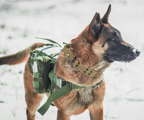 Miniatura 6 de Collar táctico para perro con asa, collar de entrenamiento militar ajustable para perros, nailon suave y hebilla de metal resistente para perros