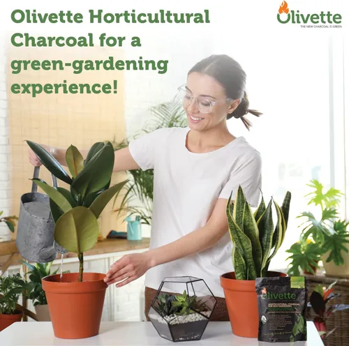 Miniatura 6 de Olivette Carbón activado de biochar hortícola para plantas, control de humedad orgánico USDA para árboles de terrario y plantas en maceta