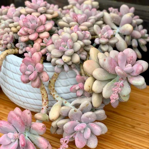 Miniatura 5 de Planta suculenta viva, planta suculenta viva para interiores y exteriores, maceta de 2 pulgadas, planta de interior decorativa de bajo mantenimiento