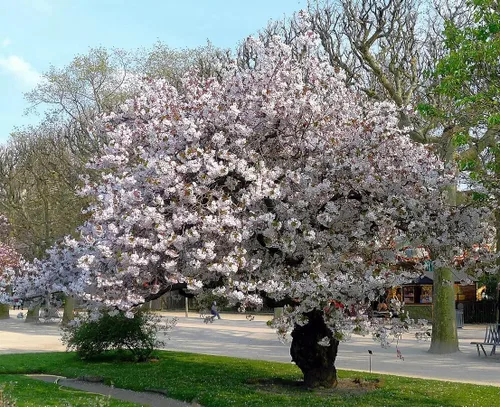 Miniatura 4 de Cerezo Blanco Japonés Semillas Premium Prunus serrulata 'Spontanea' Primavera Plants'® (Premium Seeds, 5)