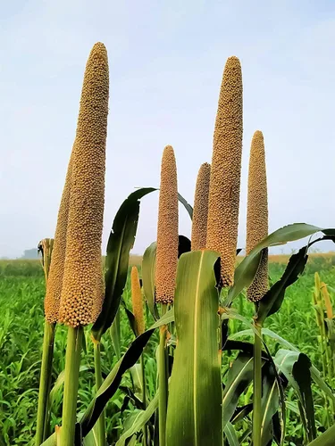Miniatura 6 de CZ Grain Semillas de parcela de alimentos para plantar: cultiva alimentos para ciervos, pavos, alces, fesantes, codornices y otros animales Cebada