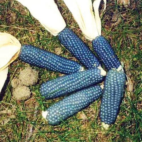 Semillas de maíz raras para plantar, 25 semillas por paquete, palomitas de maíz azul enano