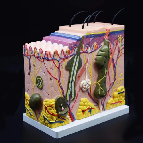 Miniatura 2 de Modelo de piel, modelo anatómico ampliado 50X para estudio de aula de ciencias, modelo médico de enseñanza