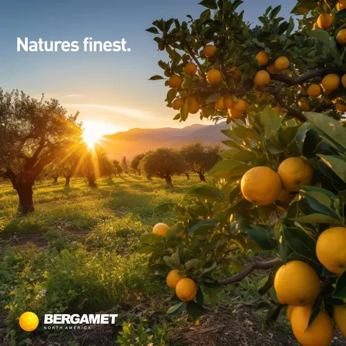 Miniatura 7 de BergaMet Suplemento de bergamota cítrica, extracto 170:1, 1200 mg, 80% polifenoles, suplemento de bergamota cítrica italiana para colesterol alto