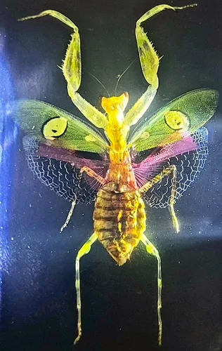 Miniatura 26 de 44mm Hormiga gigante tropical real en resina de lucita transparente cristalina, espécimen preservado Pseudoneoponera Rufipes, taxidermia