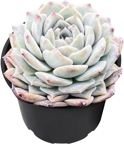 Miniatura 2 de Plantas suculentas vivas de 2" Pachyveria 'BubbleCandy', mini suculentas en maceta, planta de interior de fácil cuidado, regalos únicos, decoración