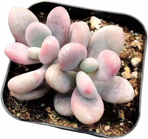 Miniatura 7 de Plantas suculentas vivas (maceta de 2 pulgadas Echeveria Lovely Rose)