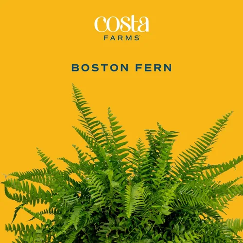 Miniatura 2 de Costa Farms Helechos (paquete de 2), plantas de helecho Boston vivas de primera calidad en macetas colgantes, plantas de interior en macetas
