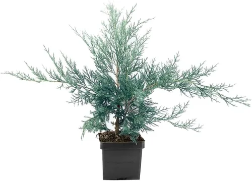 Juniper Angelica Blue | 1 maceta viva de 4 pulgadas | Juniperus chinensis 'Angelica Blue' | Plantas de cobertura del suelo de hoja perenne | Arbusto