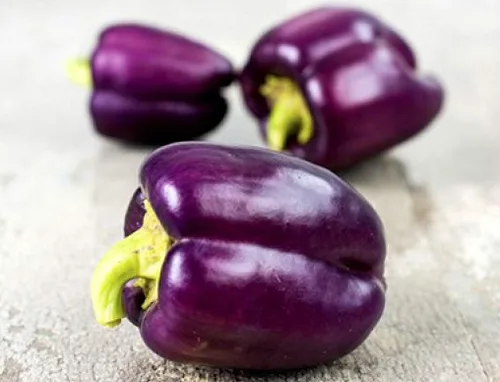 Miniatura 2 de Pimiento morrón púrpura Alrededor de 30 semillas para plantar