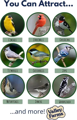 Miniatura 3 de Valley Farms Super Deluxe - Alimento para pájaros silvestres (15 libras) para comederos exteriores – 0% rellenos – cargas de semillas de girasol