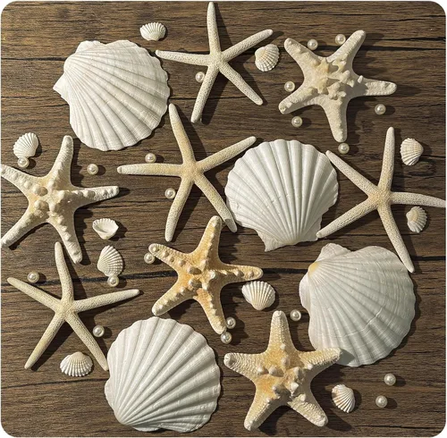 Conchas de mar grandes de 4 a 5 pulgadas, conchas marinas a granel para manualidades y decoración, decoración de boda para fiesta en la playa,