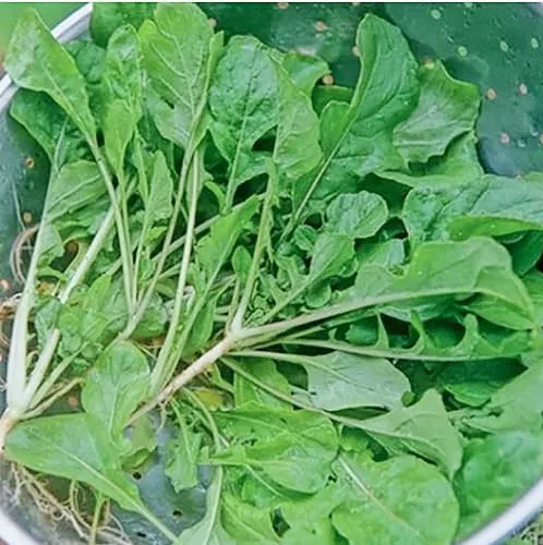 Semillas verdes de nabo - Siete mejores hojas de nabo - Produce solo verduras - 3400 semillas