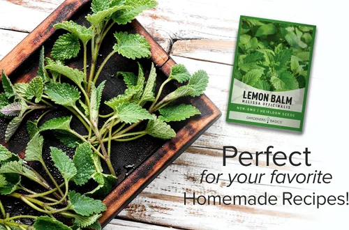 Miniatura 4 de Gardeners Basics Semillas de bálsamo de limón para plantar hierbas, (Melissa Officinalis) en interiores y exteriores, variedad de hierbas