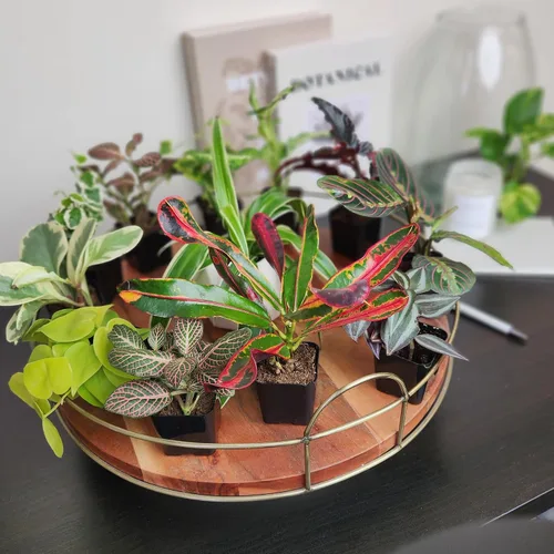 Miniatura 12 de Plantas de interior vivas fáciles de cultivar (paquete de 6), colección de lujo de plantas de interior purificadoras de aire, peperomia, plantas