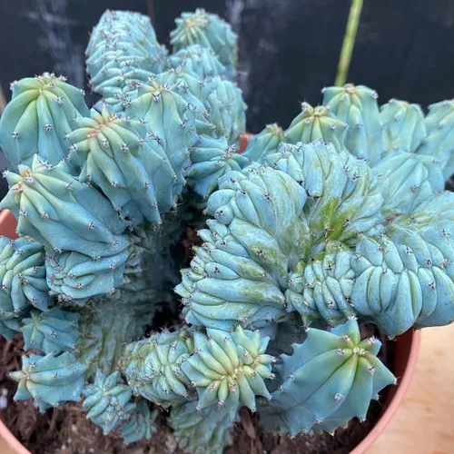 Blue Candle - Planta viva rizada de cactus en maceta de 4 pulgadas, suculenta de cactus azul raro para decoración del hogar, cultivo en interiores y