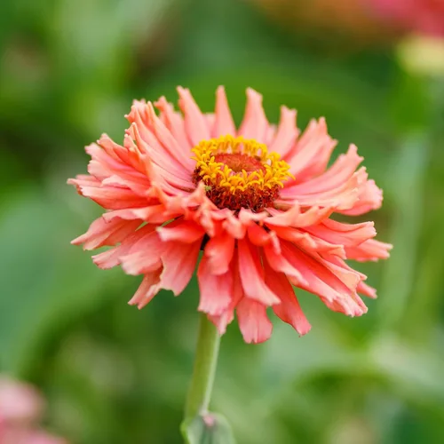 Miniatura 4 de Eden Brothers - Semillas de zinnia, cactus con flores, sin OMG, plantar en primavera, paquete, flores de bajo mantenimiento, zonas 3, 4, 5, 6, 7, 8