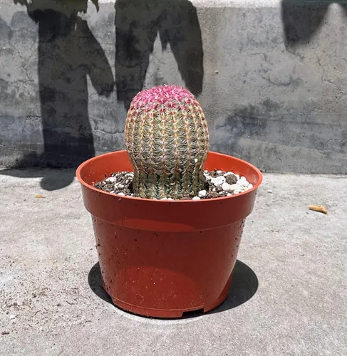 Colección | Cactus erizo arcoíris enraizado en maceta de 4 pulgadas con tierra | Enchinocereus Pectinatus | Barril morado, rojo y rosa, ideal para