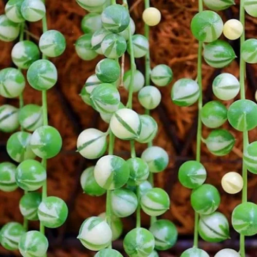 Miniatura 6 de Cadena de perlas abigarradas planta viva, enredadera suculenta arrastrada, planta de interior viva rara en maceta